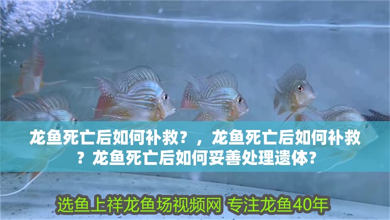 龍魚死亡后如何補(bǔ)救？，龍魚死亡后如何補(bǔ)救？龍魚死亡后如何妥善處理遺體？
