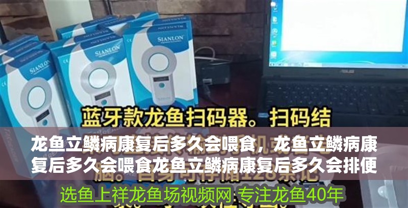 龍魚立鱗病康復(fù)后多久會喂食，龍魚立鱗病康復(fù)后多久會喂食龍魚立鱗病康復(fù)后多久會排便