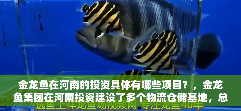 金龍魚在河南的投資具體有哪些項目？，金龍魚集團在河南投資建設了多個物流倉儲基地，總投資超百億元