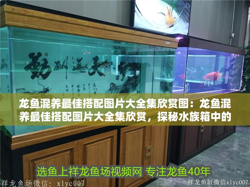 龍魚混養最佳搭配圖片大全集欣賞圖：龍魚混養最佳搭配圖片大全集欣賞，探秘水族箱中的和諧共生之美