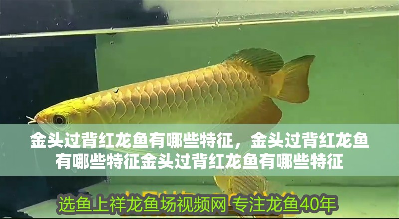 金頭過背紅龍魚有哪些特征，金頭過背紅龍魚有哪些特征金頭過背紅龍魚有哪些特征