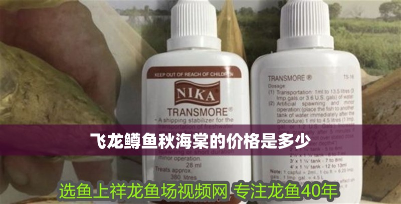 飛龍鱒魚秋海棠的價格是多少