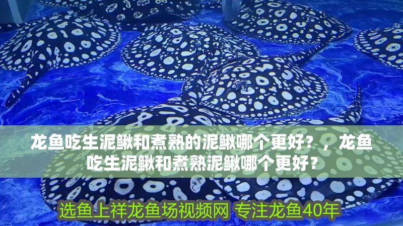 龍魚吃生泥鰍和煮熟的泥鰍哪個更好？，龍魚吃生泥鰍和煮熟泥鰍哪個更好？