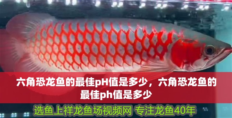 六角恐龍魚的最佳pH值是多少，六角恐龍魚的最佳ph值是多少