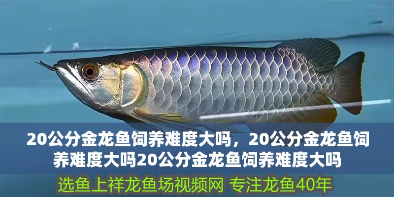 20公分金龍魚飼養(yǎng)難度大嗎，20公分金龍魚飼養(yǎng)難度大嗎20公分金龍魚飼養(yǎng)難度大嗎