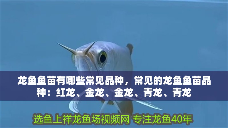 龍魚魚苗有哪些常見(jiàn)品種，常見(jiàn)的龍魚魚苗品種：紅龍、金龍、金龍、青龍、青龍