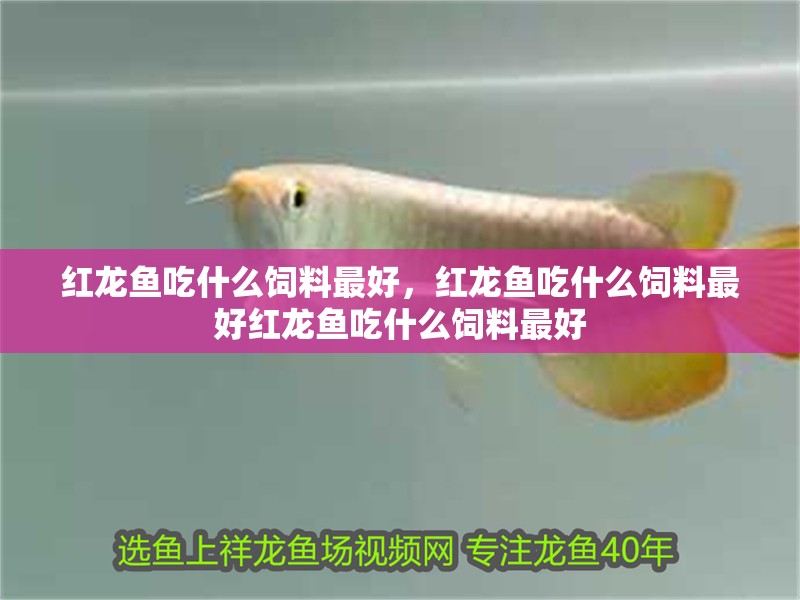 紅龍魚吃什么飼料最好，紅龍魚吃什么飼料最好紅龍魚吃什么飼料最好