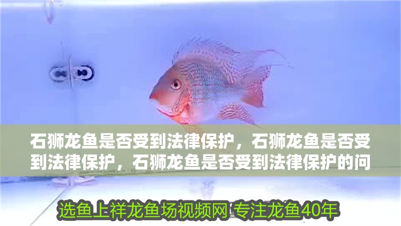 石獅龍魚是否受到法律保護，石獅龍魚是否受到法律保護，石獅龍魚是否受到法律保護的問題