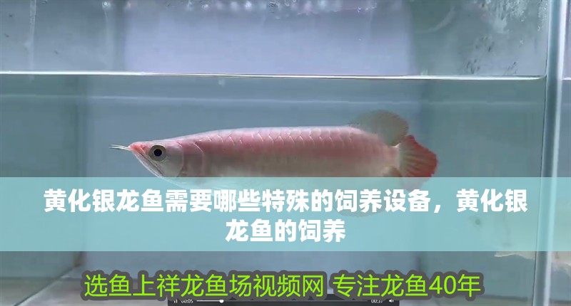 黃化銀龍魚需要哪些特殊的飼養設備，黃化銀龍魚的飼養