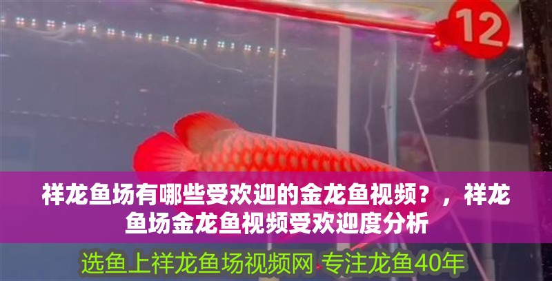 祥龍魚場有哪些受歡迎的金龍魚視頻？，祥龍魚場金龍魚視頻受歡迎度分析