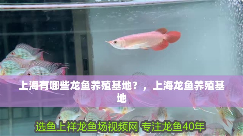 上海有哪些龍魚(yú)養(yǎng)殖基地？，上海龍魚(yú)養(yǎng)殖基地