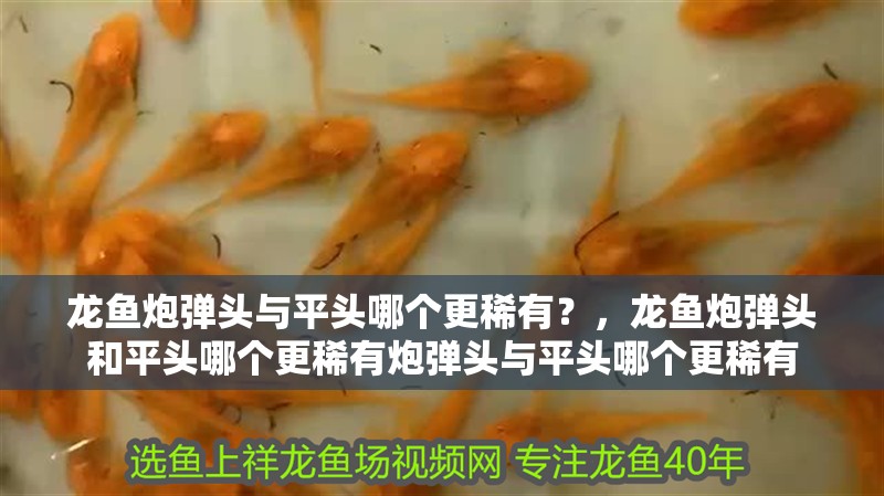龍魚炮彈頭與平頭哪個更稀有？，龍魚炮彈頭和平頭哪個更稀有炮彈頭與平頭哪個更稀有