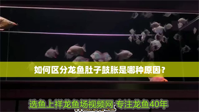 如何區分龍魚肚子鼓脹是哪種原因？