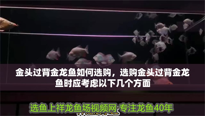 如何判斷紅龍魚是否生病？，如何判斷紅龍魚是否生病