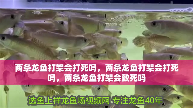兩條龍魚打架會打死嗎，兩條龍魚打架會打死嗎，兩條龍魚打架會致死嗎