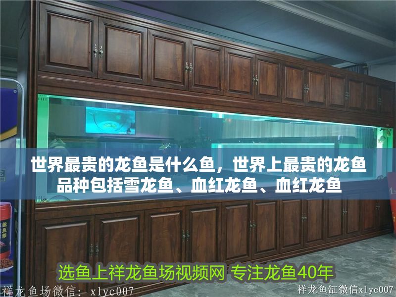 世界最貴的龍魚是什么魚，世界上最貴的龍魚品種包括雪龍魚、血紅龍魚、血紅龍魚