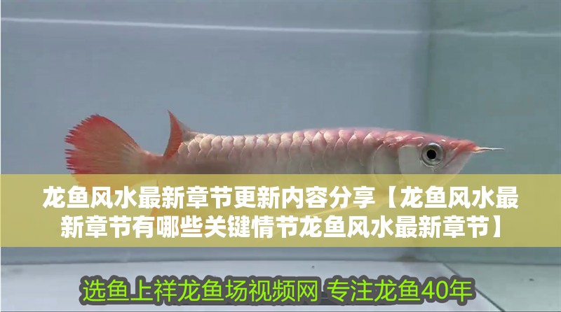 龍魚風水最新章節更新內容分享【龍魚風水最新章節有哪些關鍵情節龍魚風水最新章節】