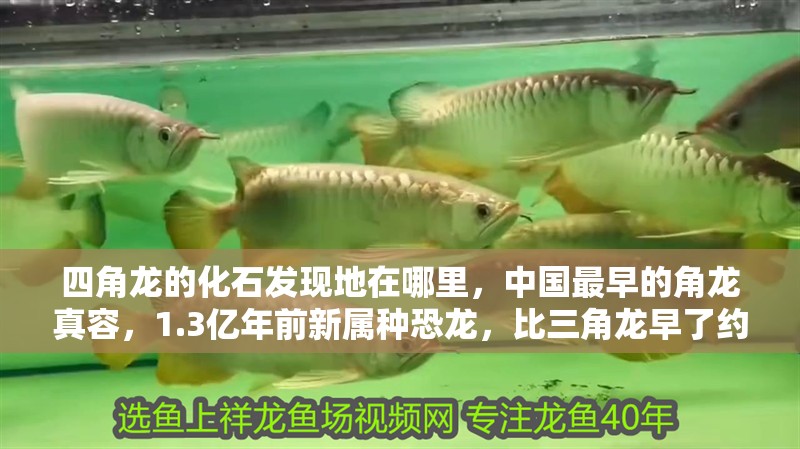 四角龍的化石發現地在哪里，中國最早的角龍真容，1.3億年前新屬種恐龍，比三角龍早了約5000萬年