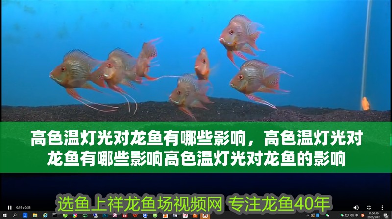 高色溫?zé)艄鈱?duì)龍魚(yú)有哪些影響，高色溫?zé)艄鈱?duì)龍魚(yú)有哪些影響高色溫?zé)艄鈱?duì)龍魚(yú)的影響