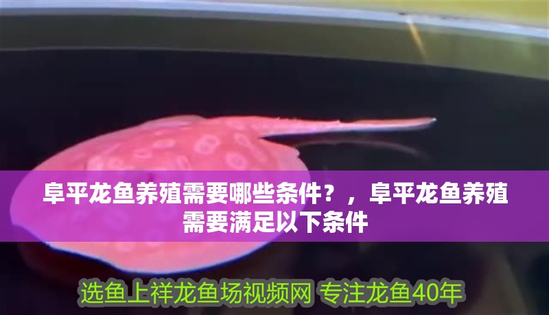 阜平龍魚養殖需要哪些條件？，阜平龍魚養殖需要滿足以下條件