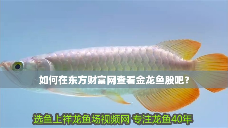 如何在東方財(cái)富網(wǎng)查看金龍魚(yú)股吧？