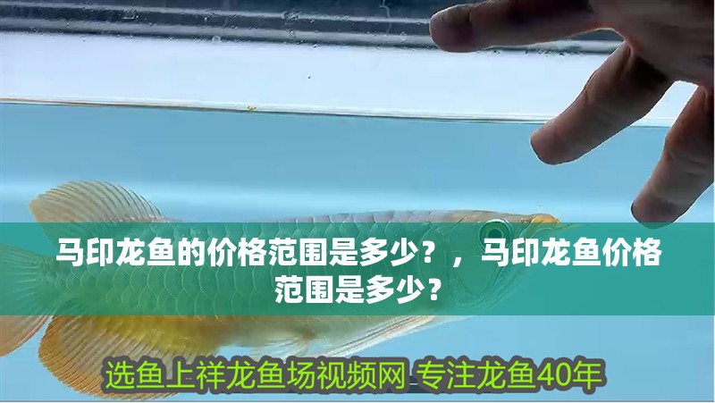 馬印龍魚的價格范圍是多少？，馬印龍魚價格范圍是多少？