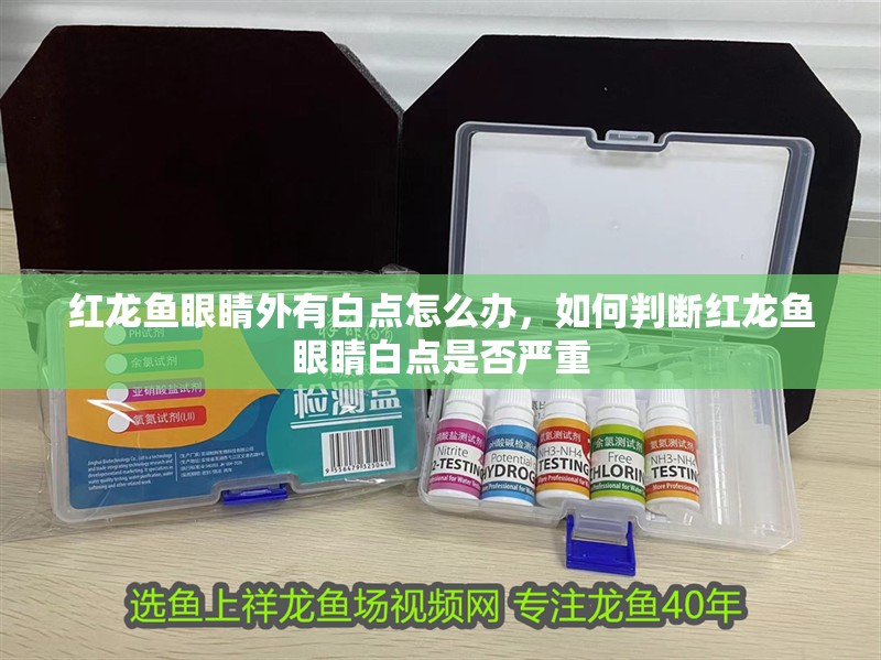 紅龍魚眼睛外有白點怎么辦，如何判斷紅龍魚眼睛白點是否嚴重