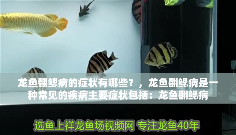 龍魚翻鰓病的癥狀有哪些？，龍魚翻鰓病是一種常見的疾病主要癥狀包括：龍魚翻鰓病