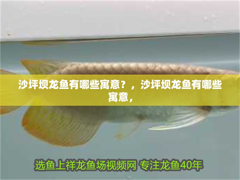 沙坪壩龍魚有哪些寓意？，沙坪壩龍魚有哪些寓意，