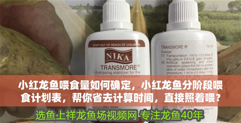 小紅龍魚喂食量如何確定，小紅龍魚分階段喂食計劃表，幫你省去計算時間，直接照著喂？