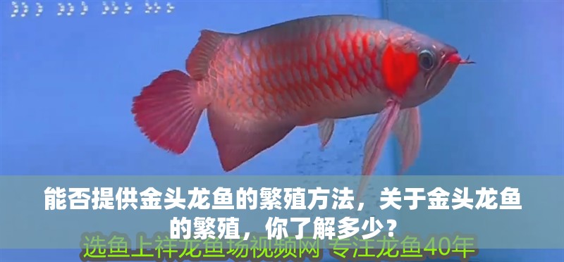 能否提供金頭龍魚的繁殖方法，關(guān)于金頭龍魚的繁殖，你了解多少？