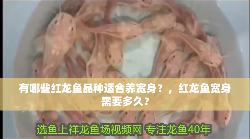 有哪些紅龍魚品種適合養(yǎng)寬身？，紅龍魚寬身需要多久？