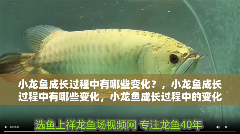 小龍魚成長過程中有哪些變化？，小龍魚成長過程中有哪些變化，小龍魚成長過程中的變化