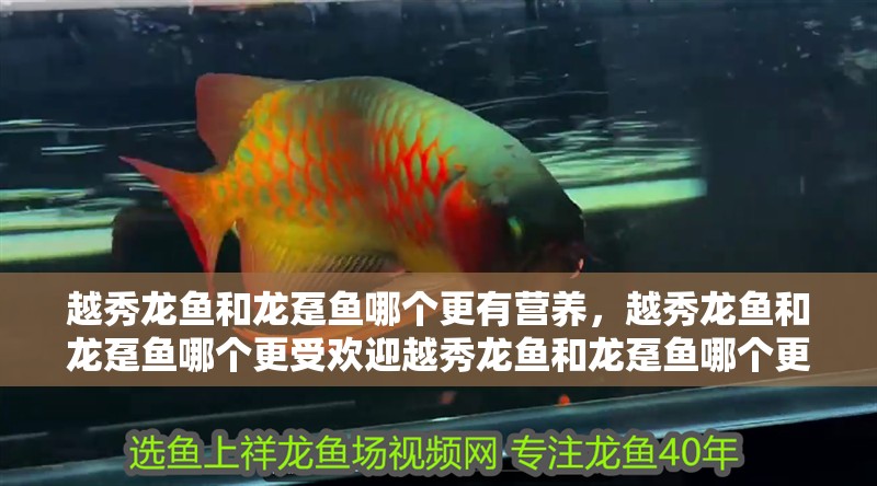 越秀龍魚和龍躉魚哪個更有營養(yǎng)，越秀龍魚和龍躉魚哪個更受歡迎越秀龍魚和龍躉魚哪個更受歡迎