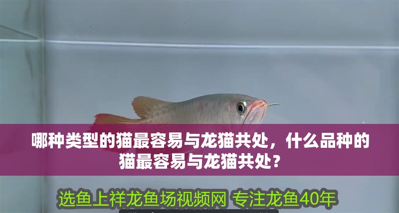 哪種類型的貓最容易與龍貓共處，什么品種的貓最容易與龍貓共處？