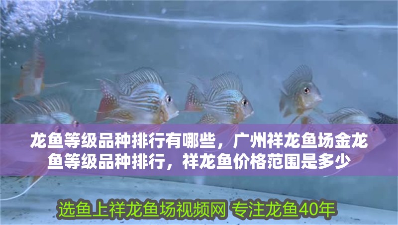 龍魚(yú)等級(jí)品種排行有哪些，廣州祥龍魚(yú)場(chǎng)金龍魚(yú)等級(jí)品種排行，祥龍魚(yú)價(jià)格范圍是多少