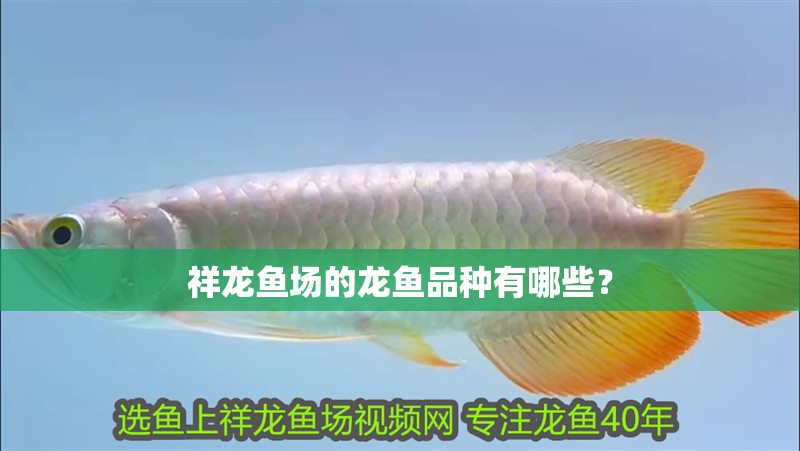 祥龍魚場的龍魚品種有哪些？