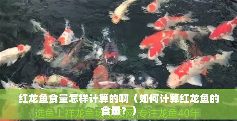 紅龍魚食量怎樣計算的啊（如何計算紅龍魚的食量？）