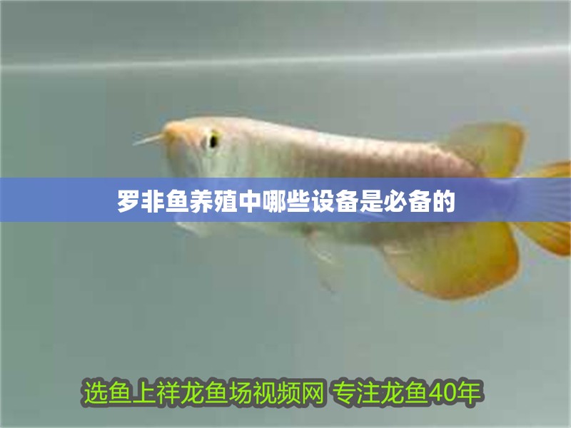 羅非魚養(yǎng)殖中哪些設(shè)備是必備的
