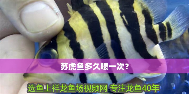 蘇虎魚多久喂一次？