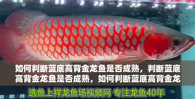 如何判斷藍(lán)底高背金龍魚(yú)是否成熟，判斷藍(lán)底高背金龍魚(yú)是否成熟，如何判斷藍(lán)底高背金龍魚(yú)是否成熟