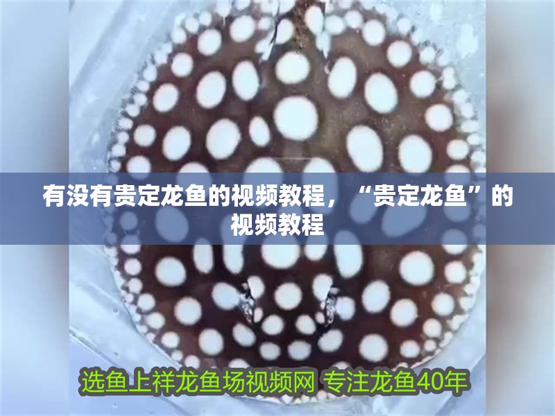 有沒有貴定龍魚的視頻教程，“貴定龍魚”的視頻教程