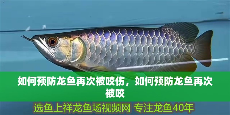 如何預(yù)防龍魚再次被咬傷，如何預(yù)防龍魚再次被咬