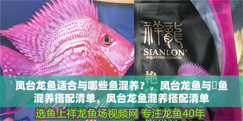 鳳臺(tái)龍魚適合與哪些魚混養(yǎng)？，鳳臺(tái)龍魚與魟魚混養(yǎng)搭配清單，鳳臺(tái)龍魚混養(yǎng)搭配清單