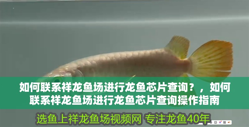 如何聯系祥龍魚場進行龍魚芯片查詢？，如何聯系祥龍魚場進行龍魚芯片查詢操作指南