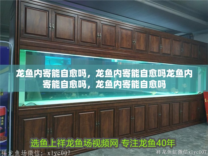 龍魚內寄能自愈嗎，龍魚內寄能自愈嗎龍魚內寄能自愈嗎，龍魚內寄能自愈嗎