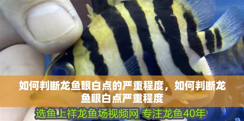 如何判斷龍魚眼白點的嚴(yán)重程度，如何判斷龍魚眼白點嚴(yán)重程度