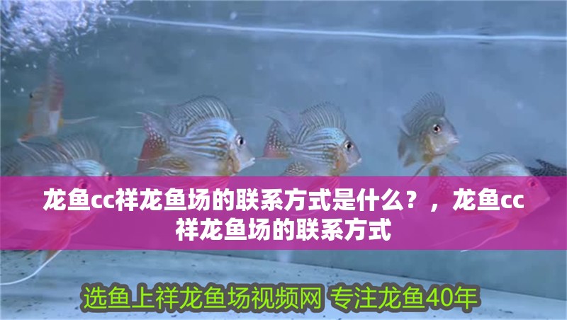 龍魚cc祥龍魚場的聯(lián)系方式是什么？，龍魚cc祥龍魚場的聯(lián)系方式