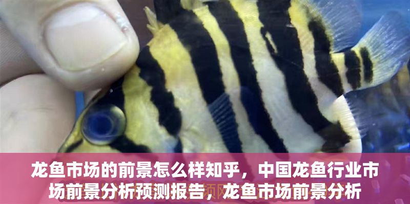 龍魚市場(chǎng)的前景怎么樣知乎，中國龍魚行業(yè)市場(chǎng)前景分析預(yù)測(cè)報(bào)告，龍魚市場(chǎng)前景分析