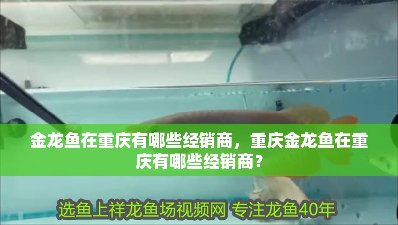 金龍魚在重慶有哪些經銷商，重慶金龍魚在重慶有哪些經銷商？